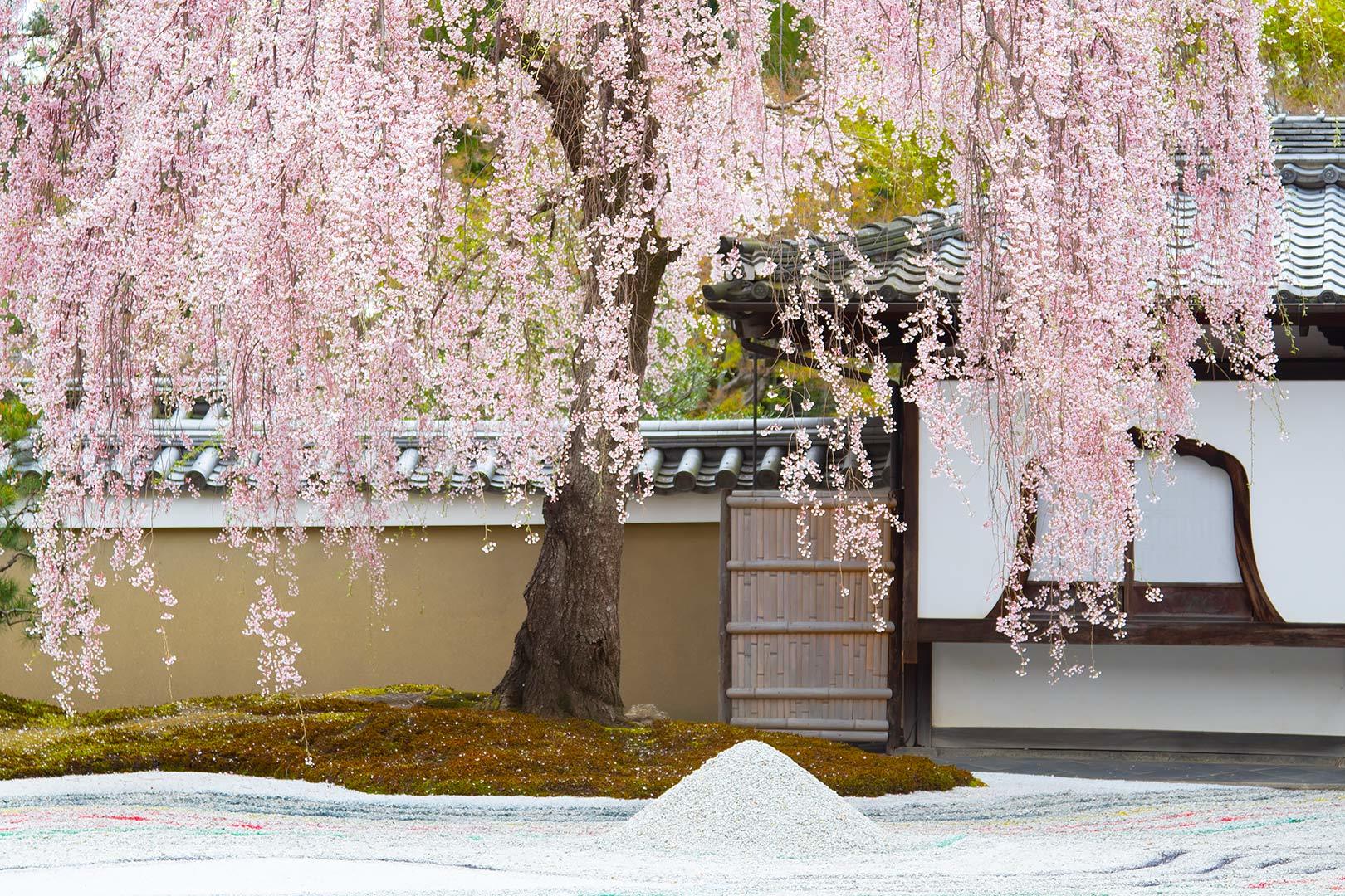 高台寺_a0003166_11312598.jpg