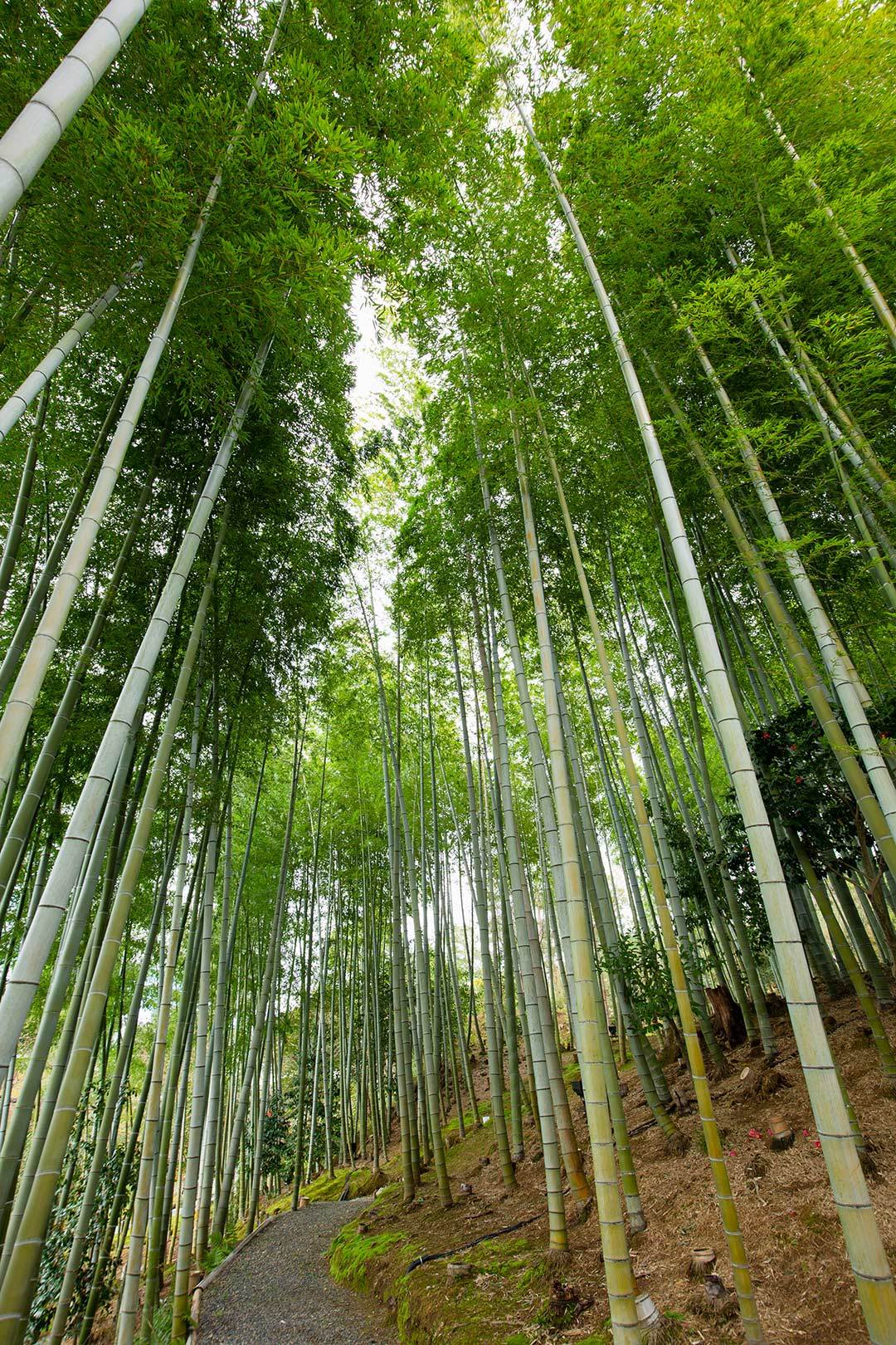 高台寺_a0003166_11314321.jpg