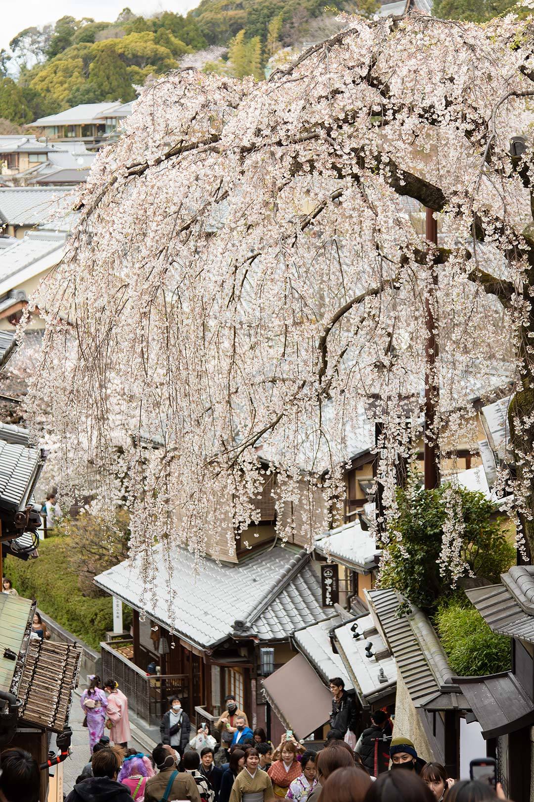 京都_a0003166_11331690.jpg