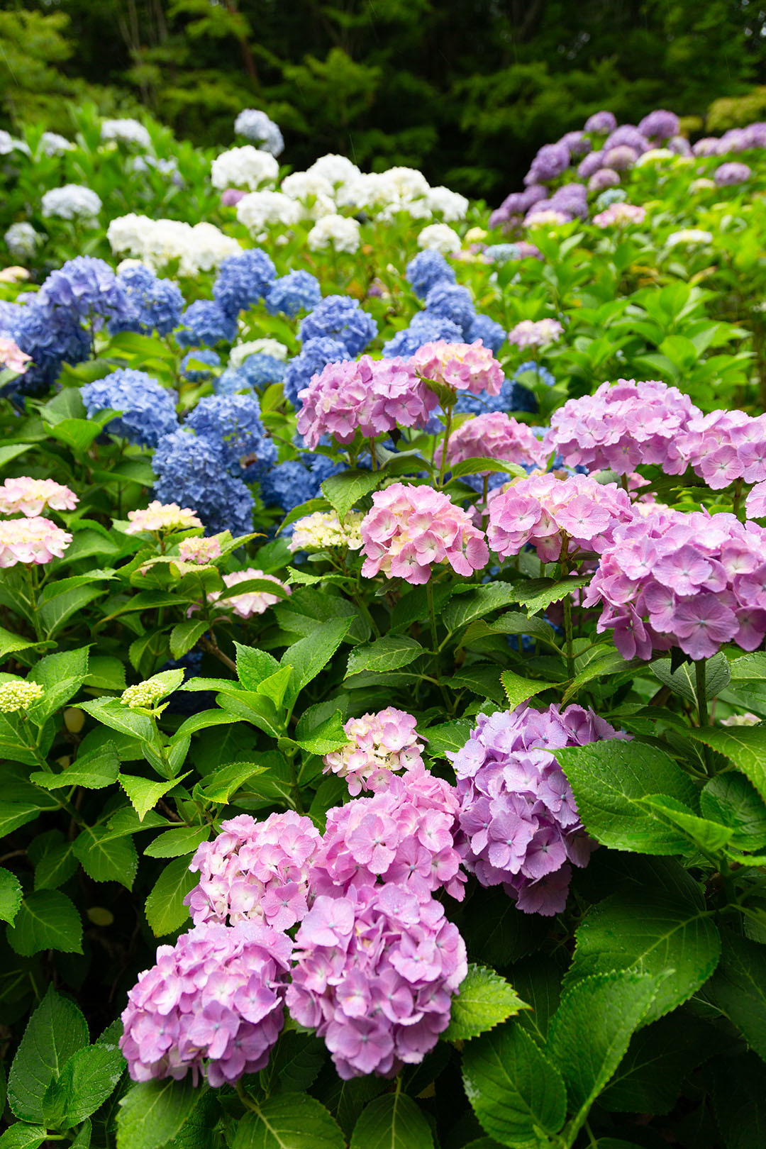 アジサイ（神戸市立森林植物園）_a0003166_11372151.jpg