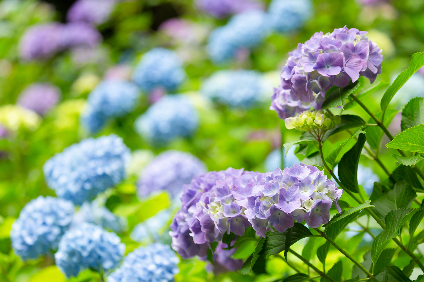 アジサイ（神戸市立森林植物園）_a0003166_11374468.jpg