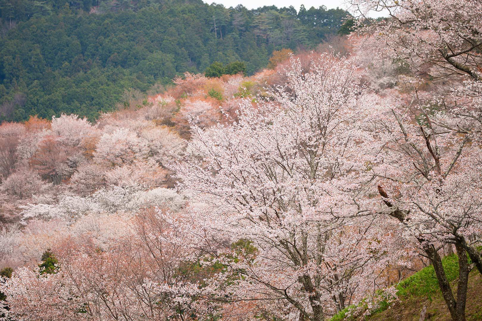 吉野　その１_a0003166_11403306.jpg