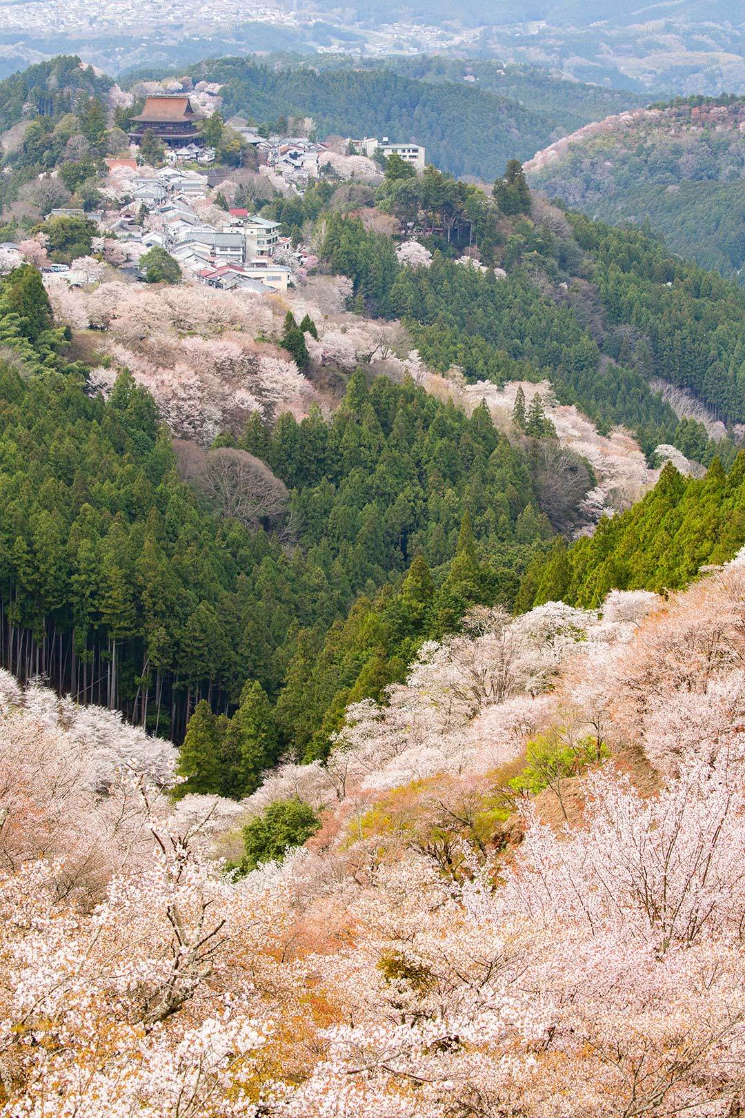 吉野　その１_a0003166_11403356.jpg