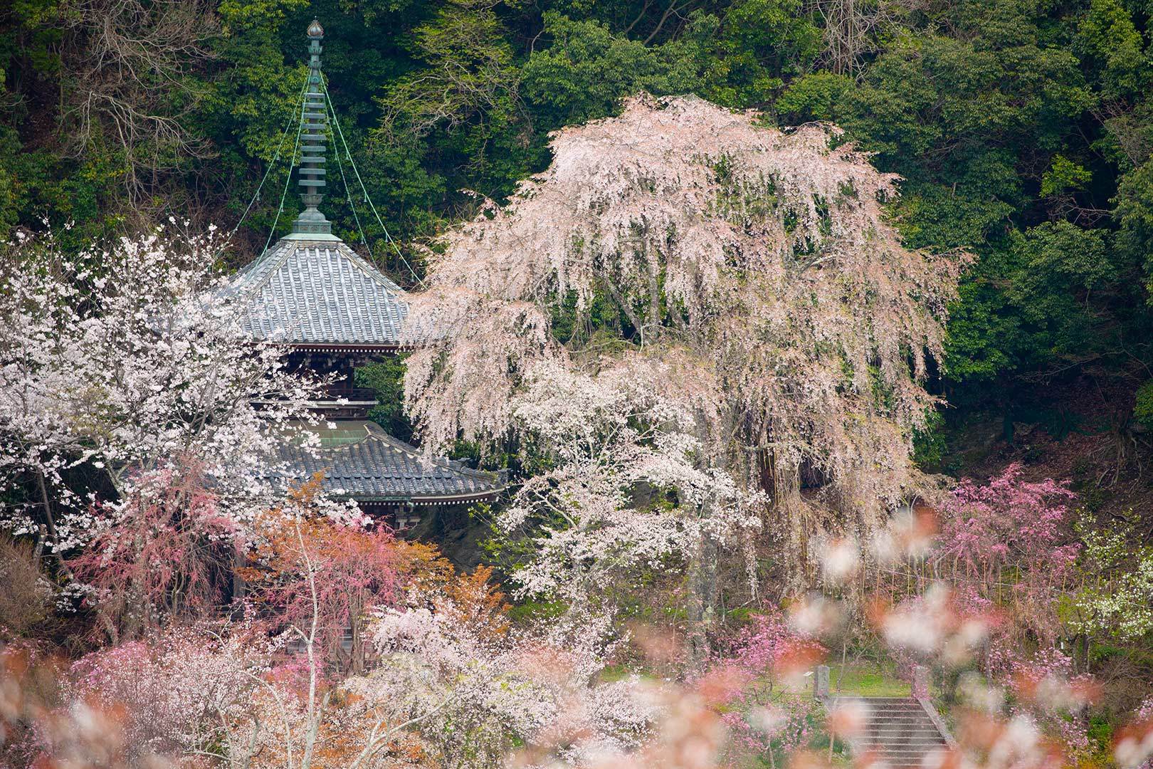 吉野　その１_a0003166_11403443.jpg