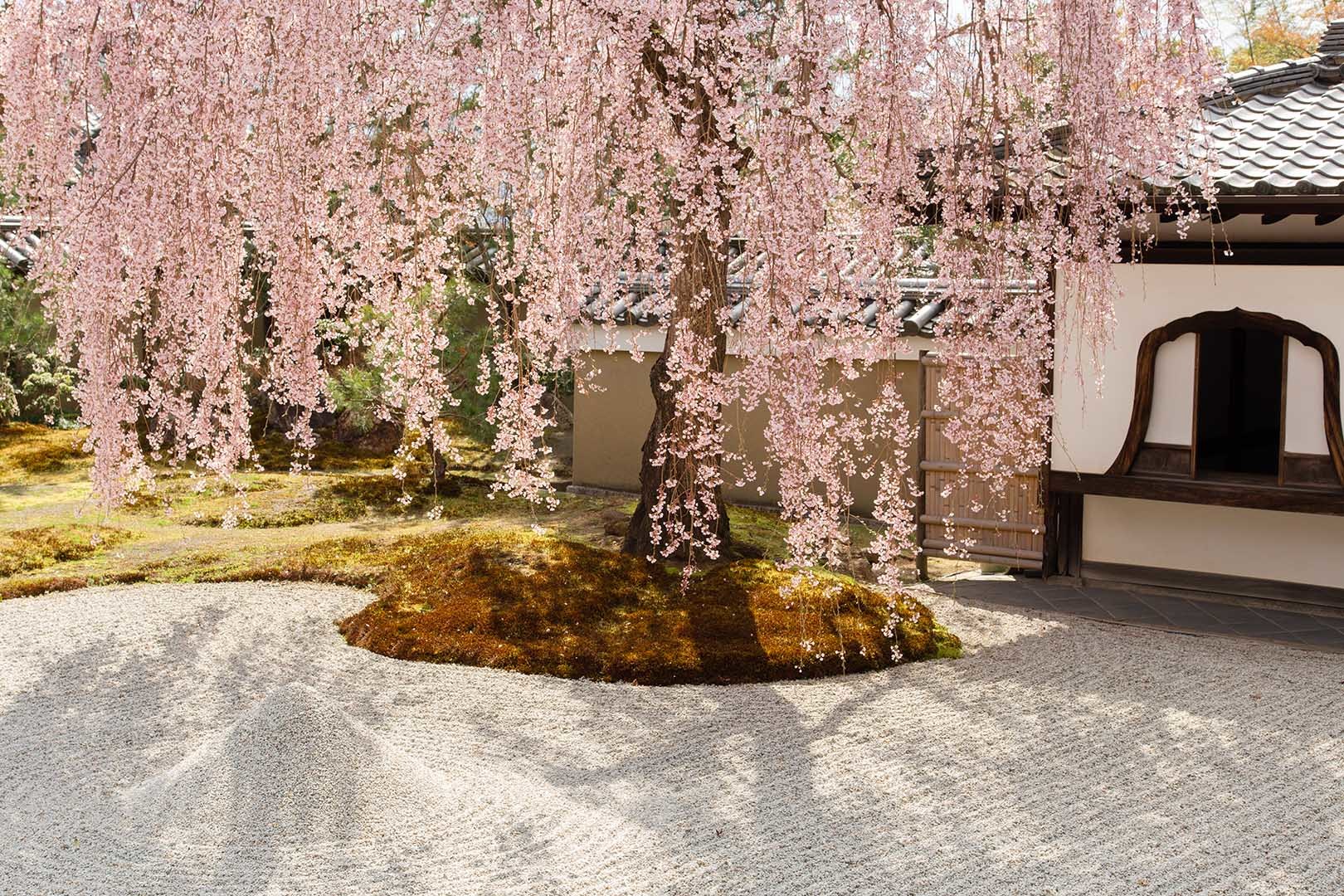 桜 高台寺_a0003166_11414633.jpg