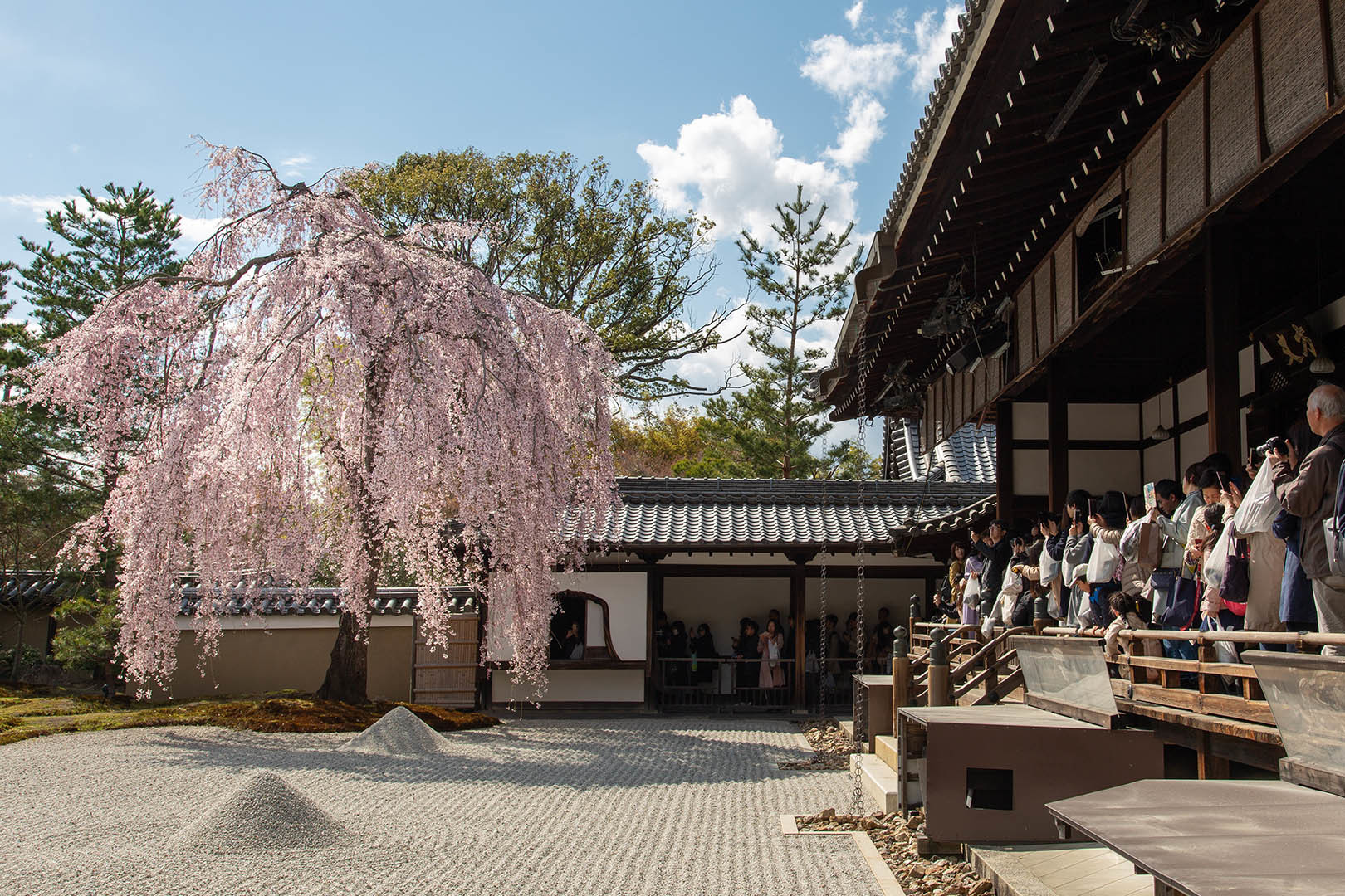 桜 高台寺_a0003166_11415118.jpg