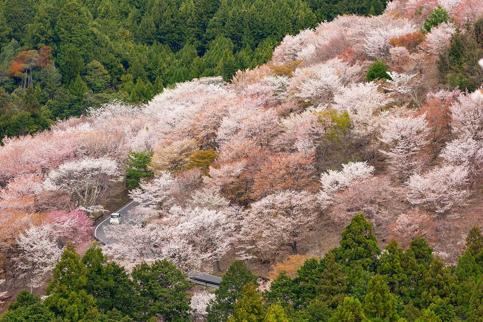 吉野　その２_a0003166_11421859.jpg