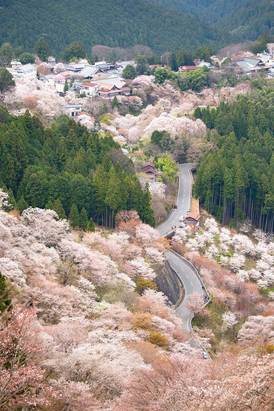 吉野　その２_a0003166_11421976.jpg