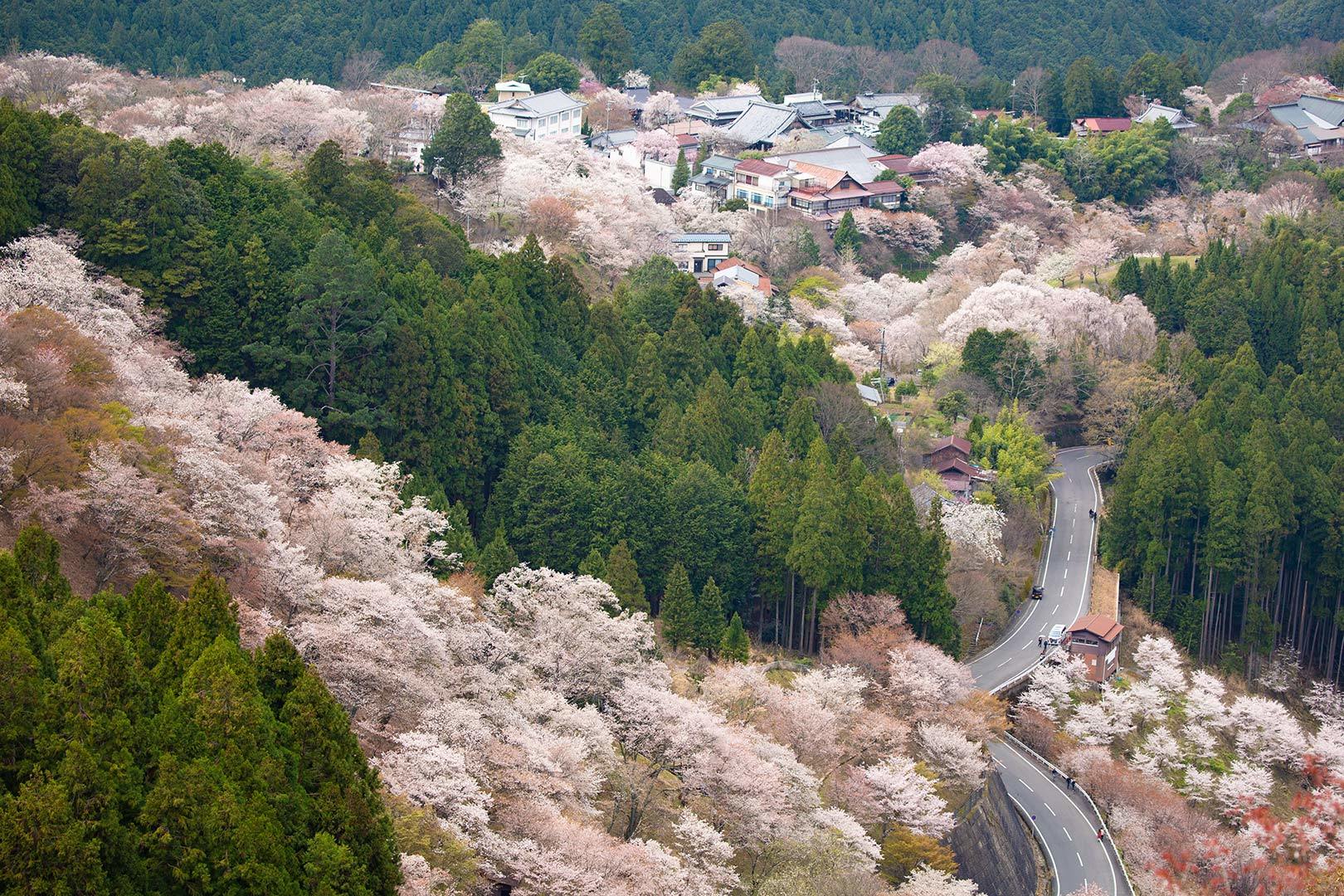 吉野　その２_a0003166_11421998.jpg