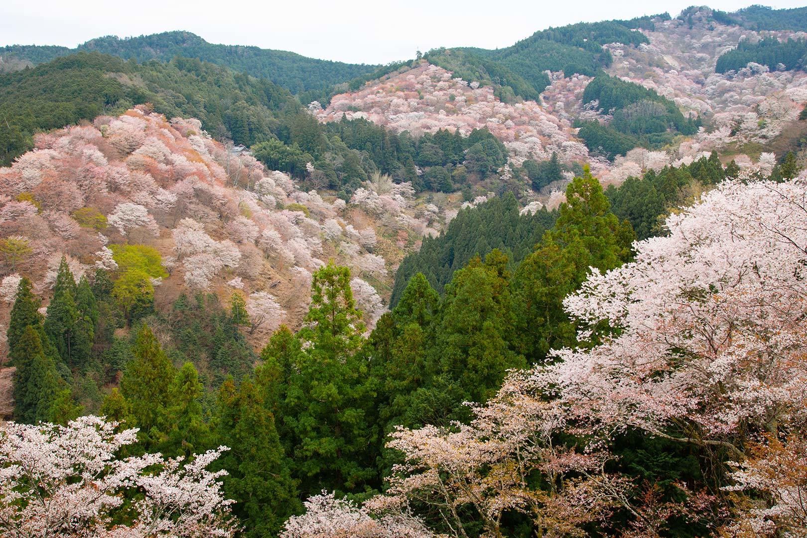 吉野　その３（吉水神社）_a0003166_11441254.jpg