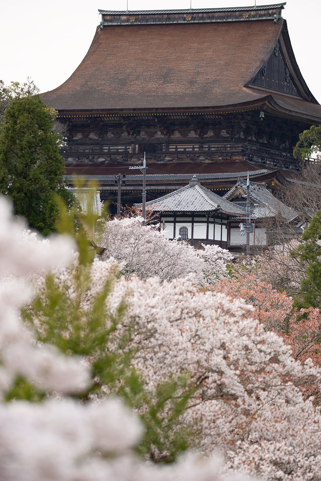 吉野　その４　金峯山寺_a0003166_11461445.jpg