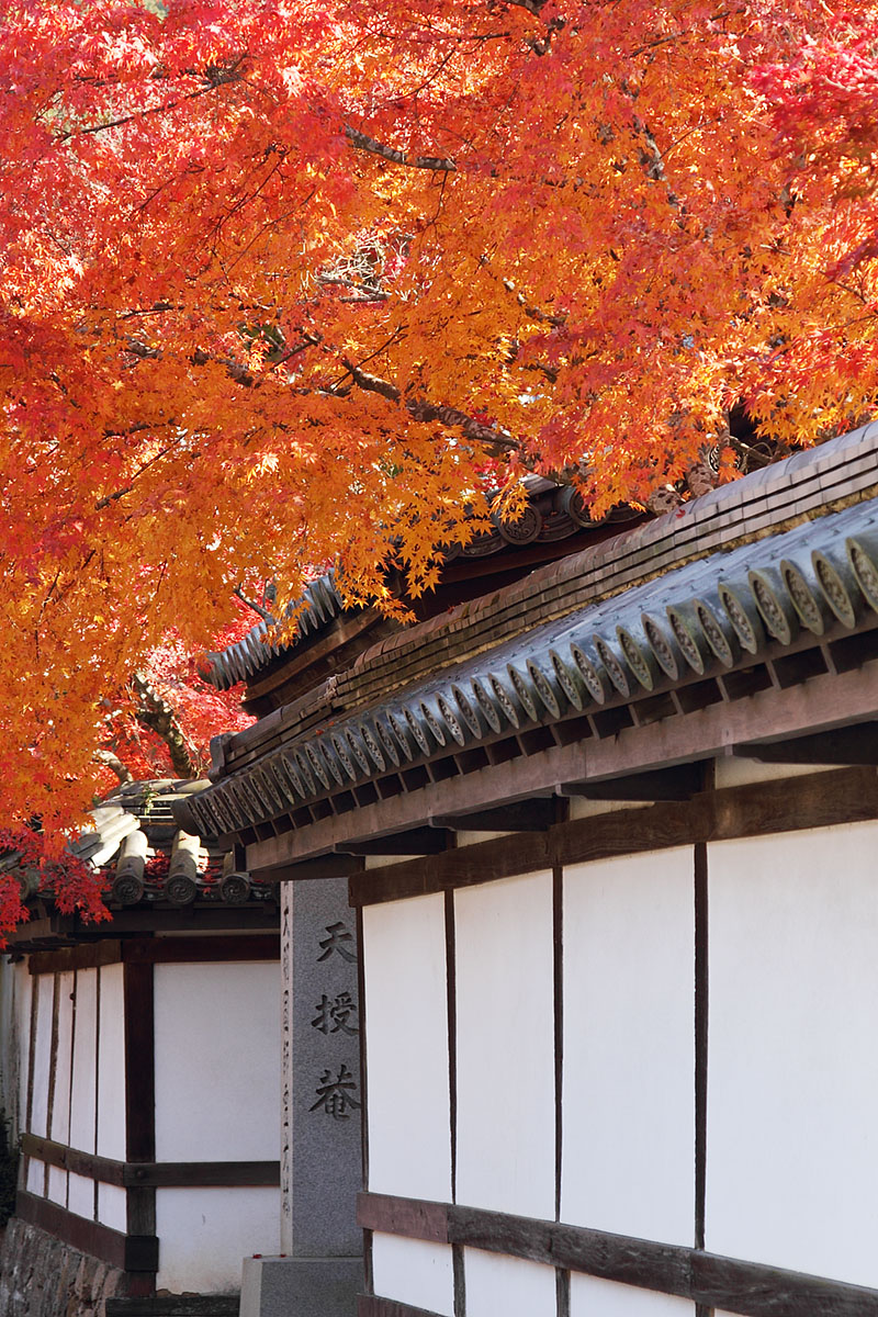 南禅寺、天授庵　紅葉_a0003166_11481138.jpg