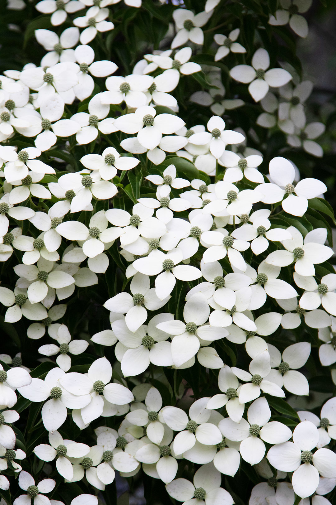 京都植物園_a0003166_11481184.jpg
