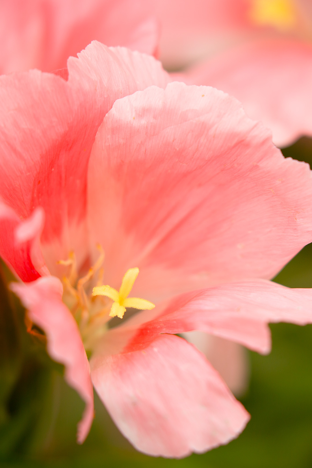 京都植物園_a0003166_11483522.jpg