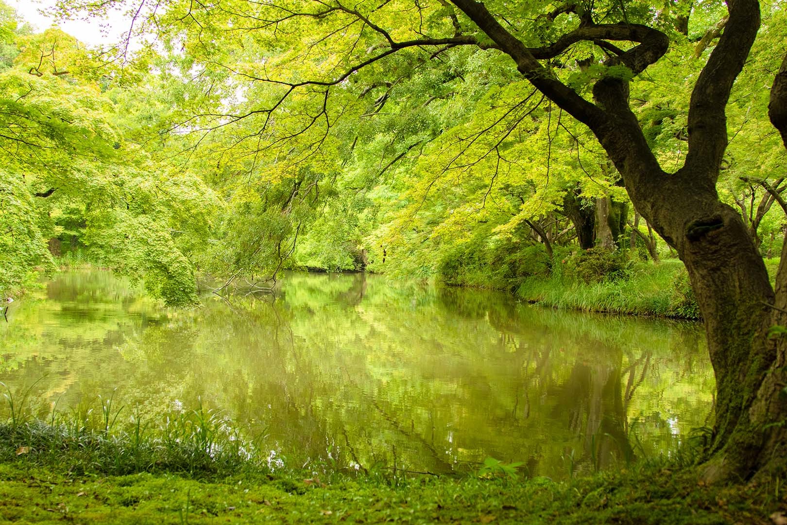 京都植物園_a0003166_11483552.jpg