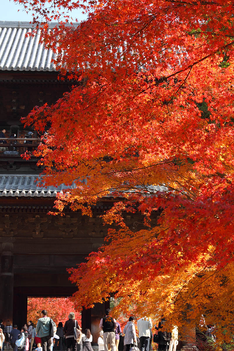 南禅寺、天授庵　紅葉_a0003166_11487100.jpg