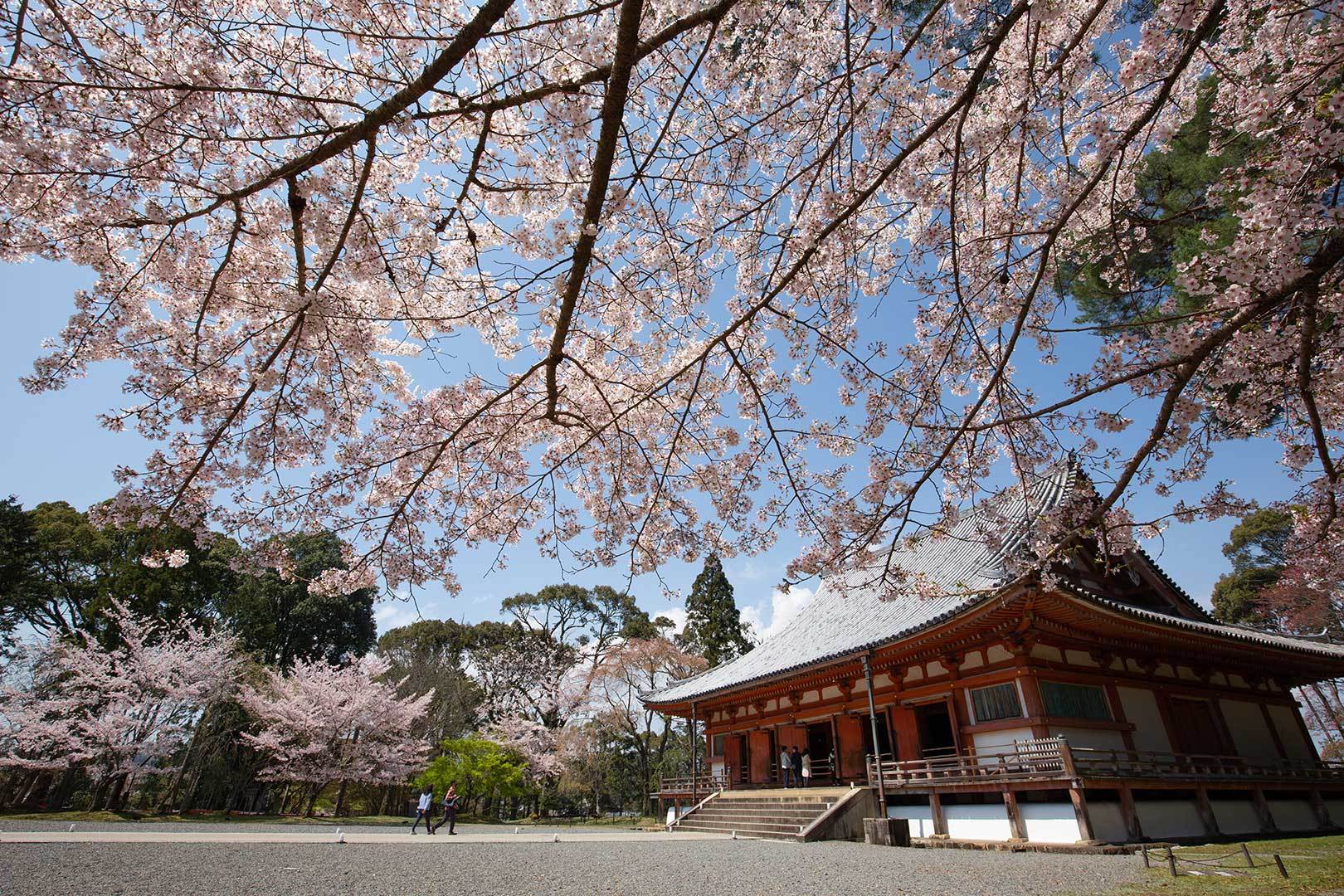 醍醐寺 その１_a0003166_11501605.jpg