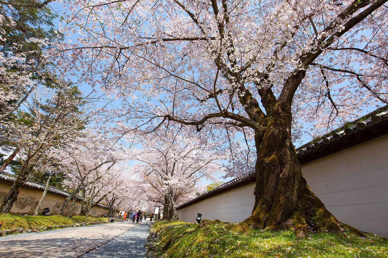 醍醐寺 その１_a0003166_11511019.jpg