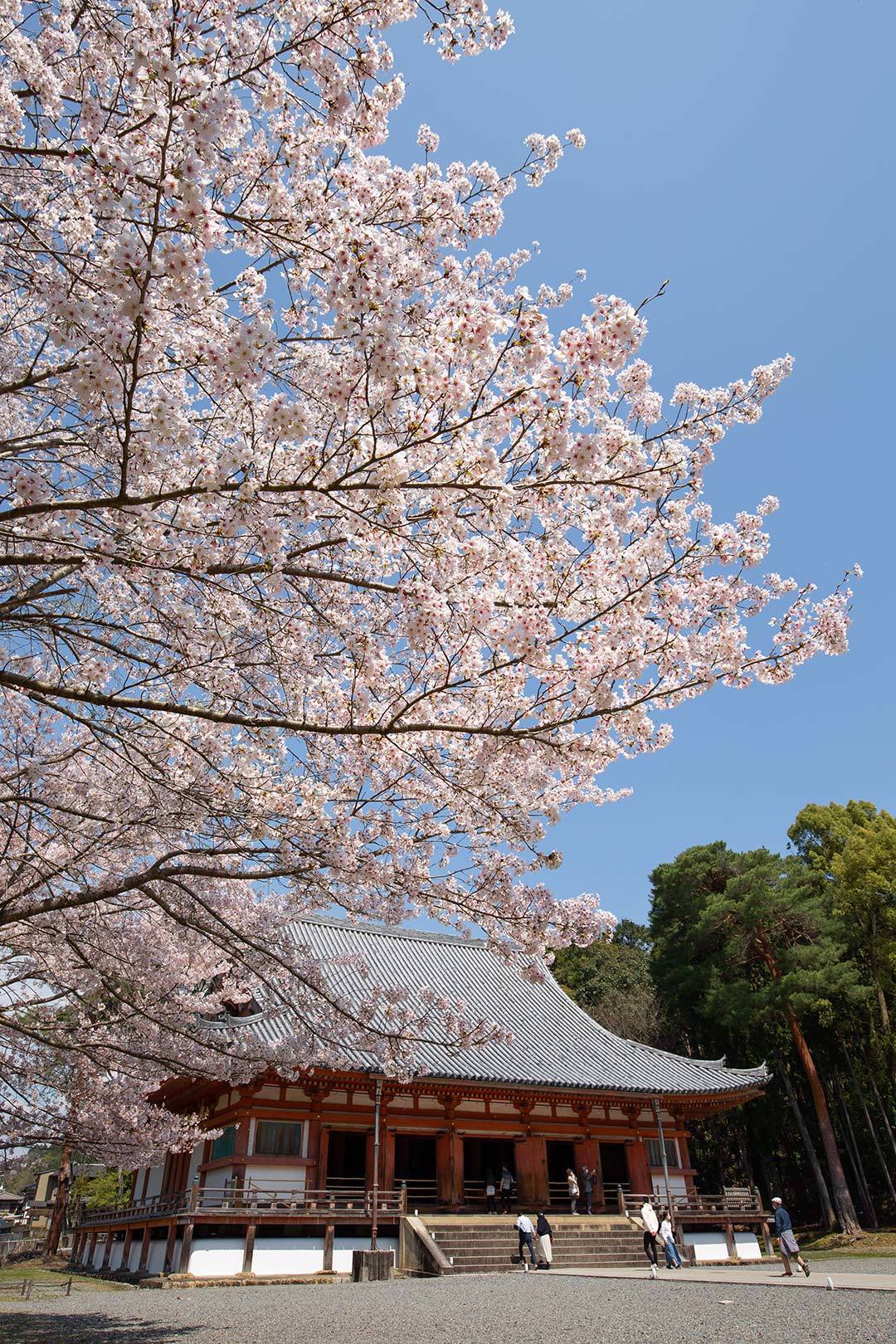 醍醐寺 その１_a0003166_11512084.jpg