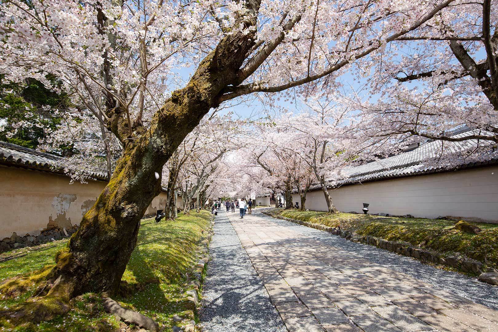 醍醐寺 その１_a0003166_11512093.jpg