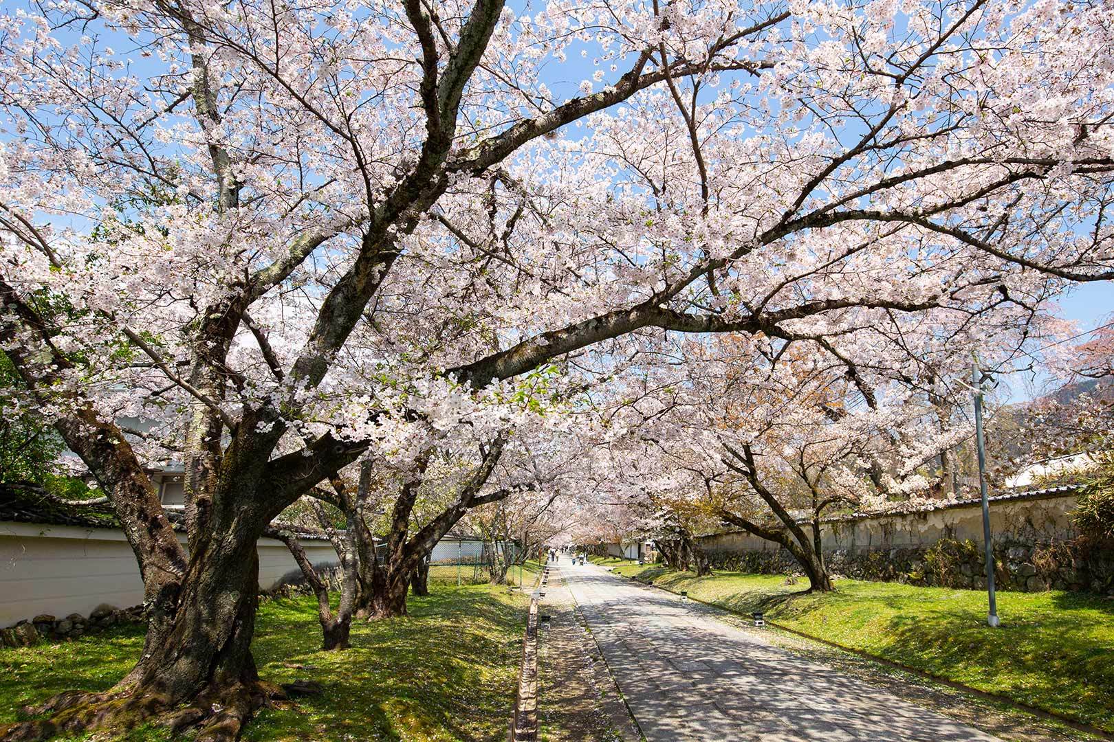 醍醐寺 その１_a0003166_11512095.jpg