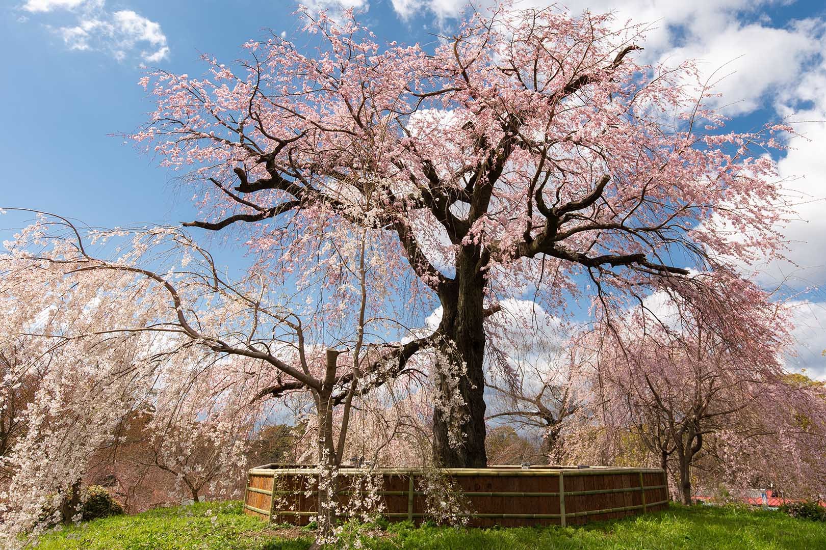 桜 円山公園など_a0003166_11531935.jpg
