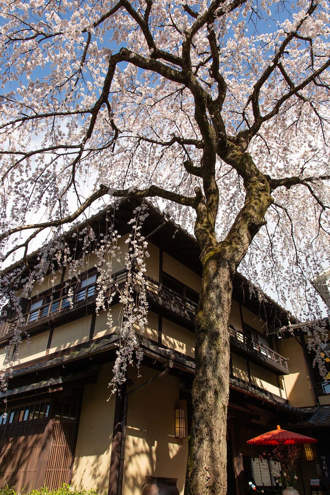 桜　三年坂_a0003166_11532020.jpg