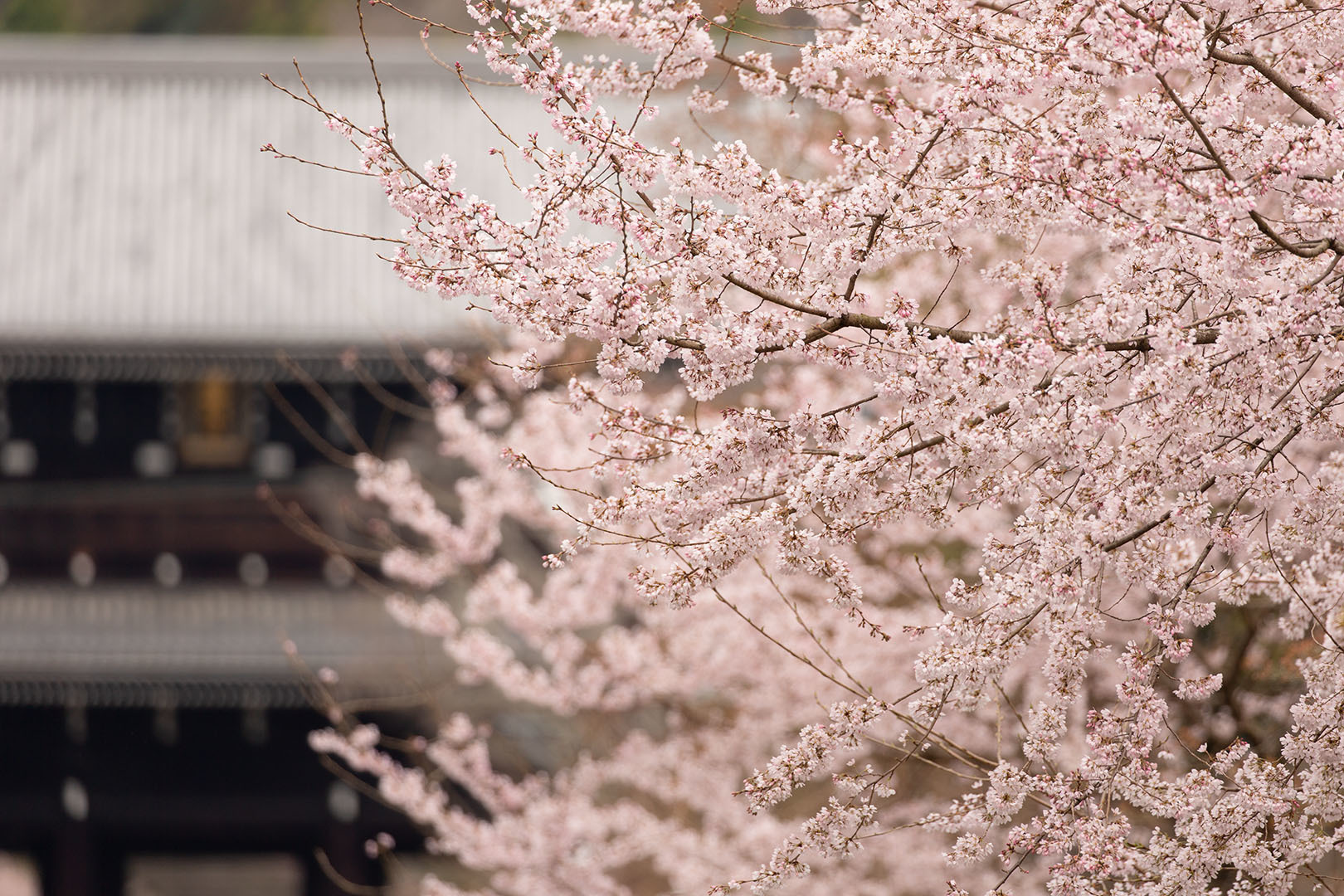 桜 円山公園など_a0003166_11532040.jpg