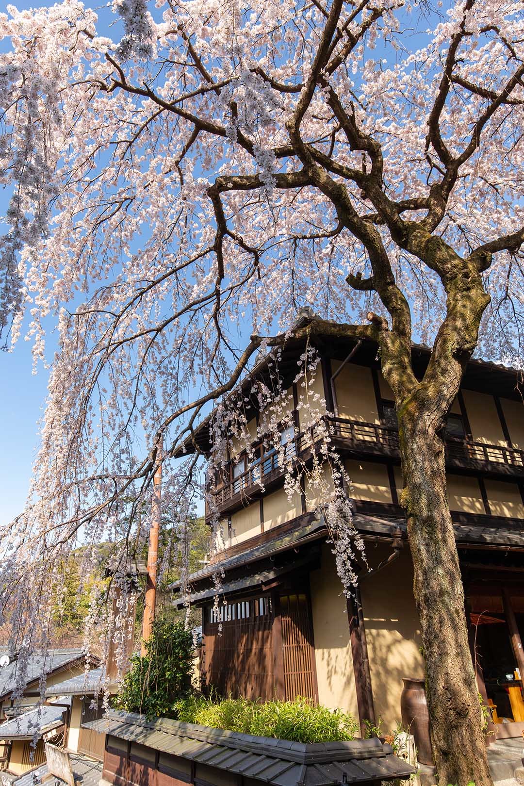 桜　三年坂_a0003166_11532068.jpg