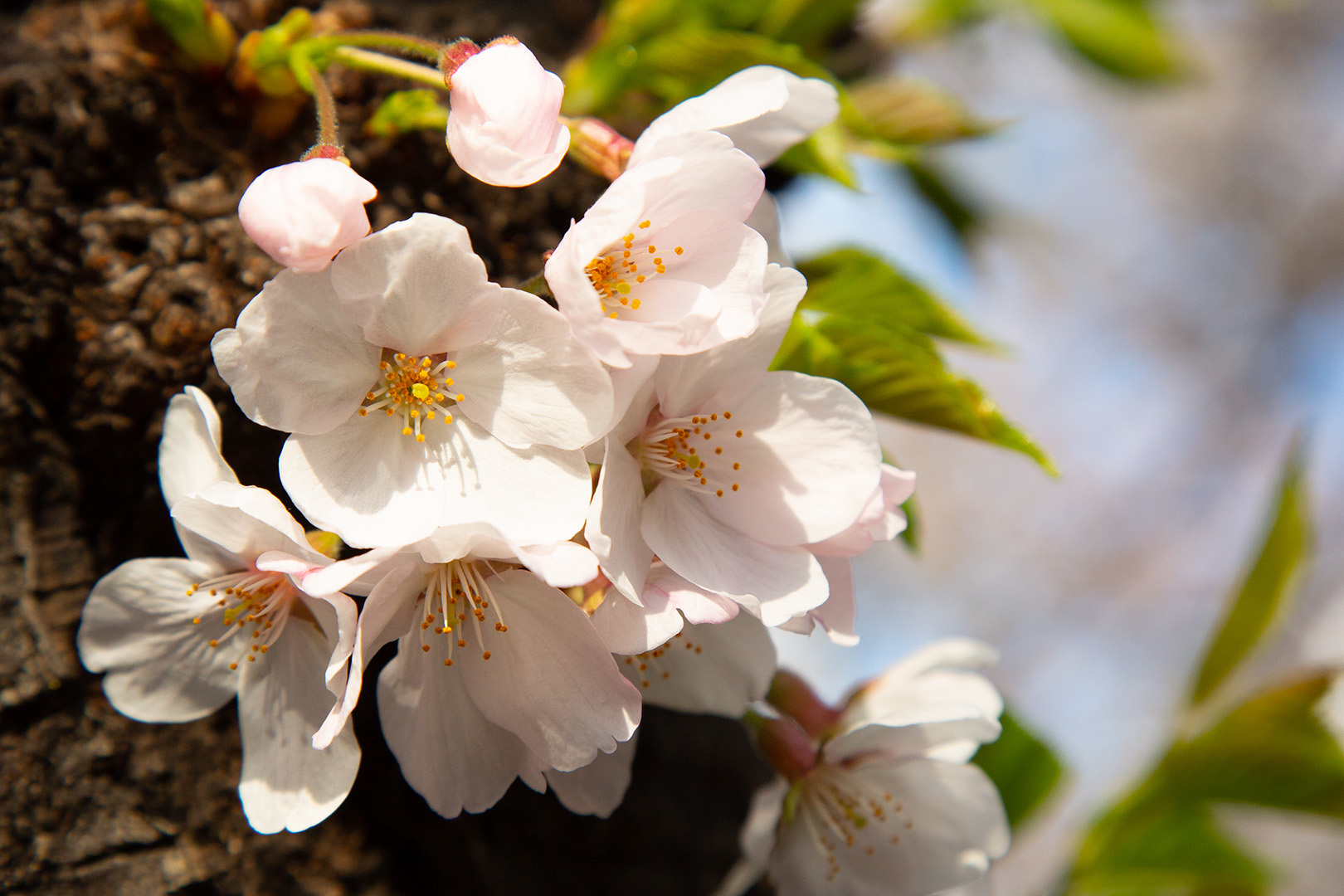 桜 円山公園など_a0003166_11532136.jpg
