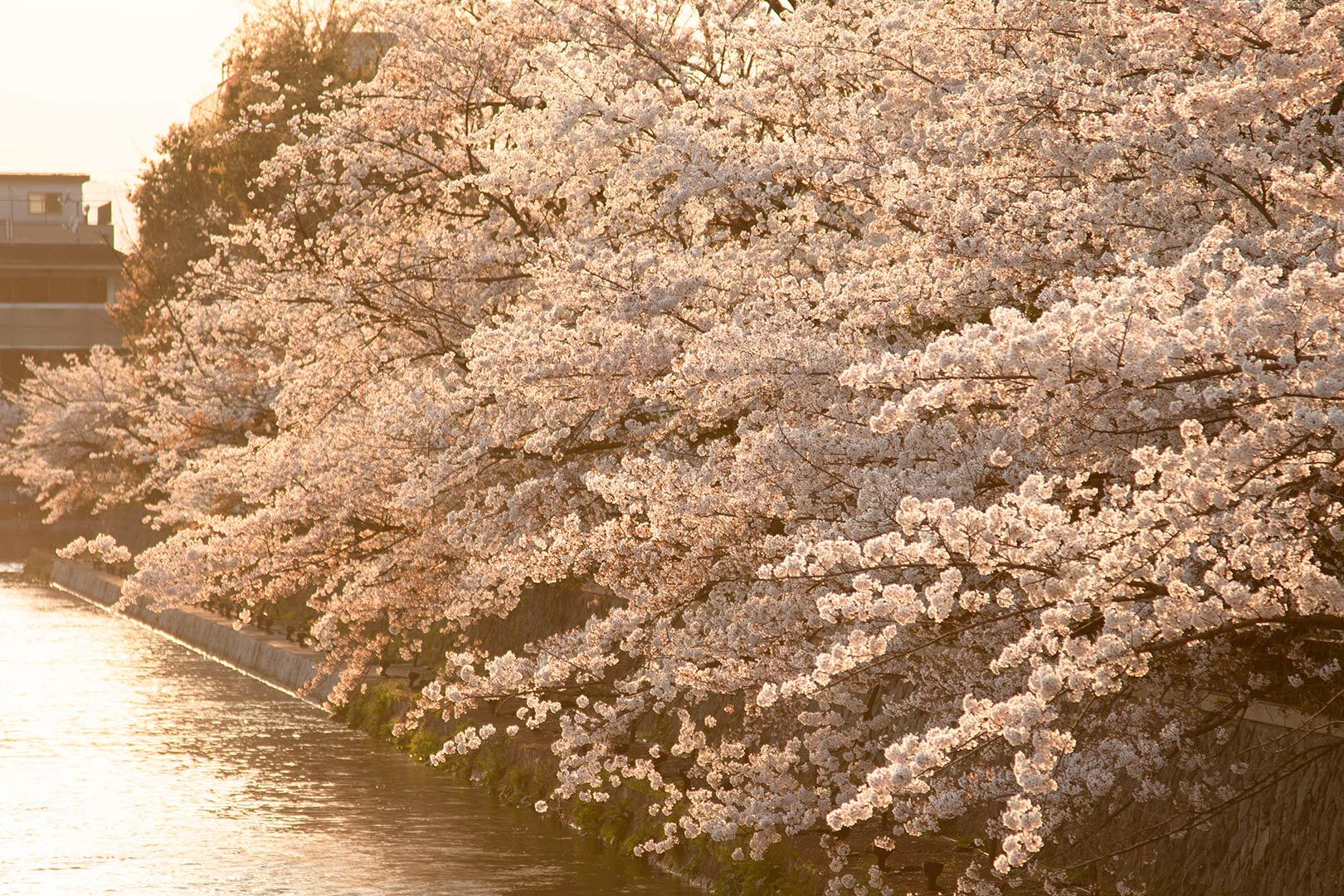 平安神宮の鳥居の近く_a0003166_11585524.jpg