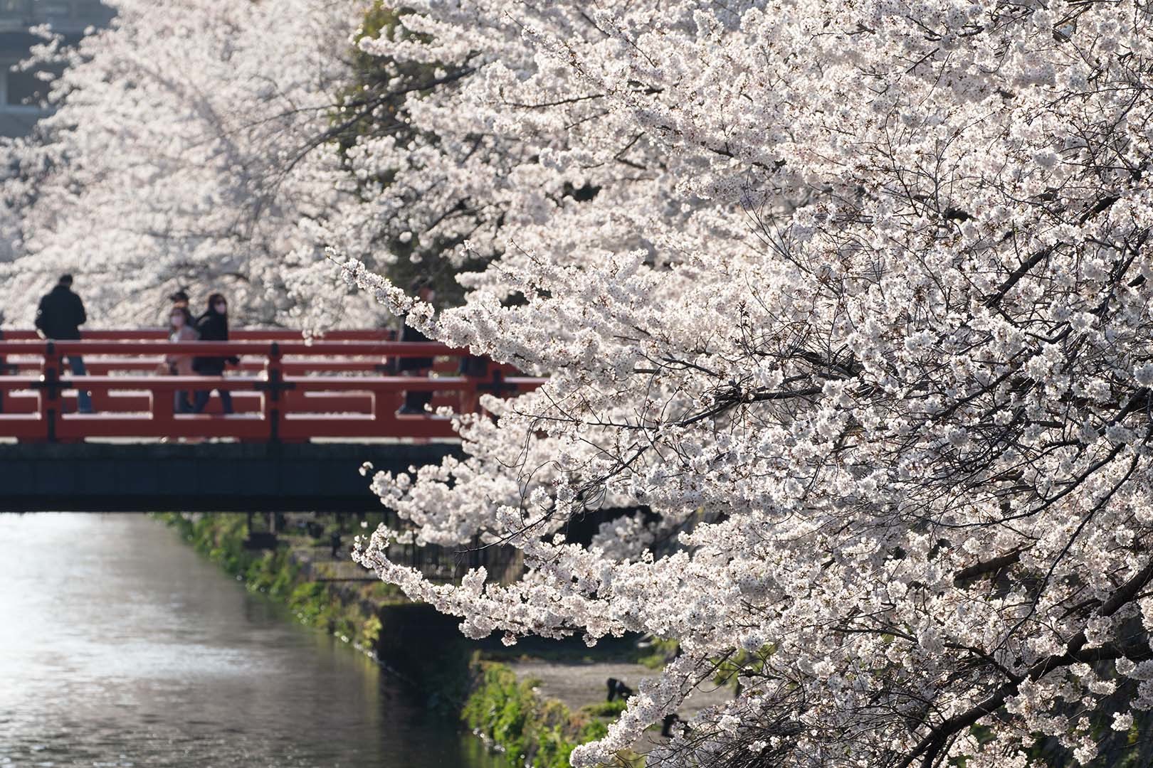 平安神宮の鳥居の近く_a0003166_11585533.jpg