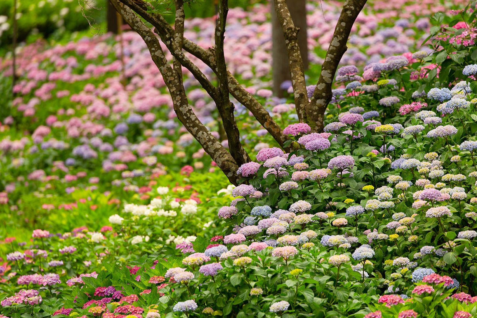 アジサイ（三室戸寺）_a0003166_12001137.jpg