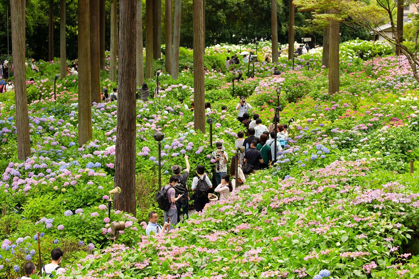 アジサイ（三室戸寺）_a0003166_12001163.jpg