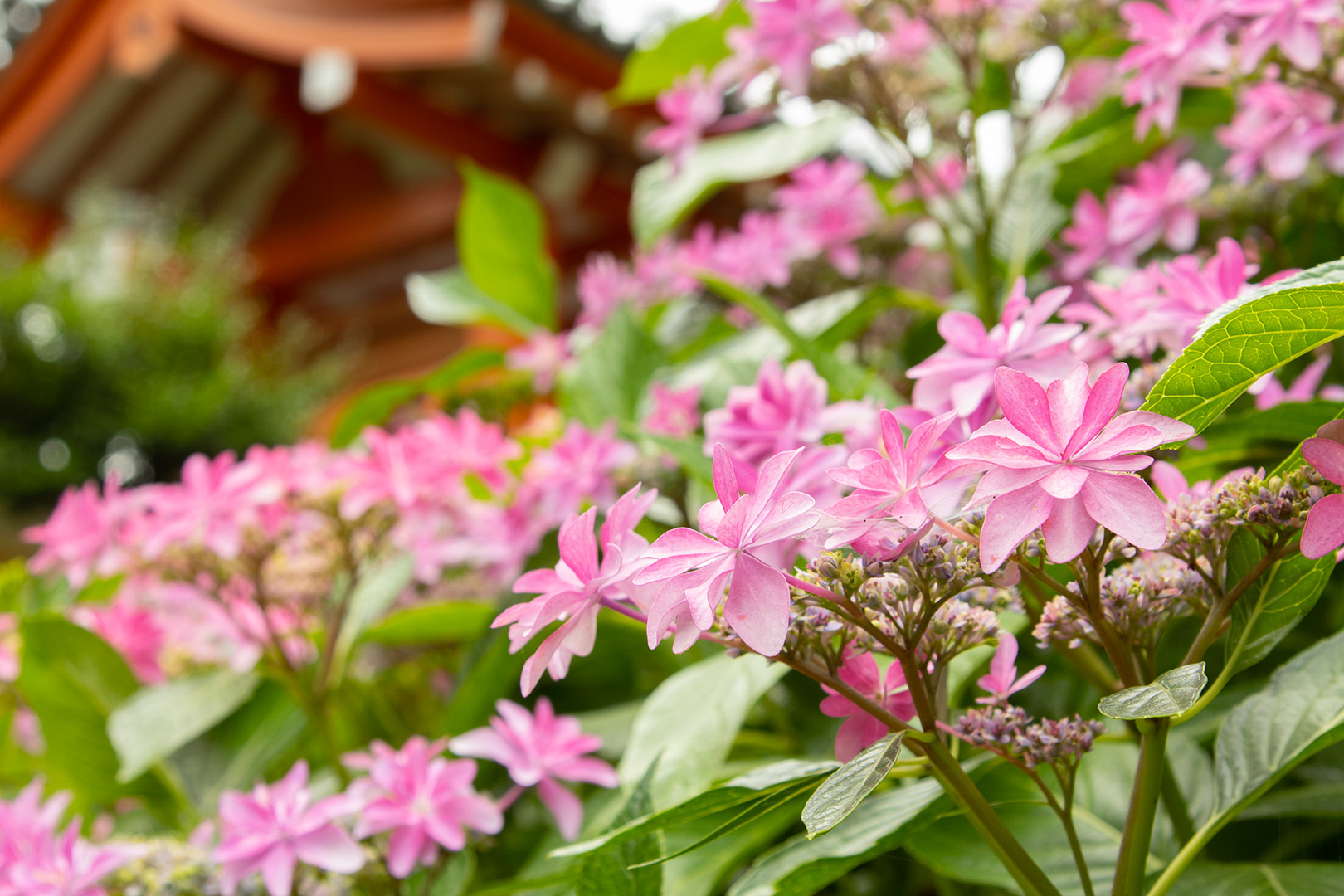 アジサイ（三室戸寺）_a0003166_12013533.jpg