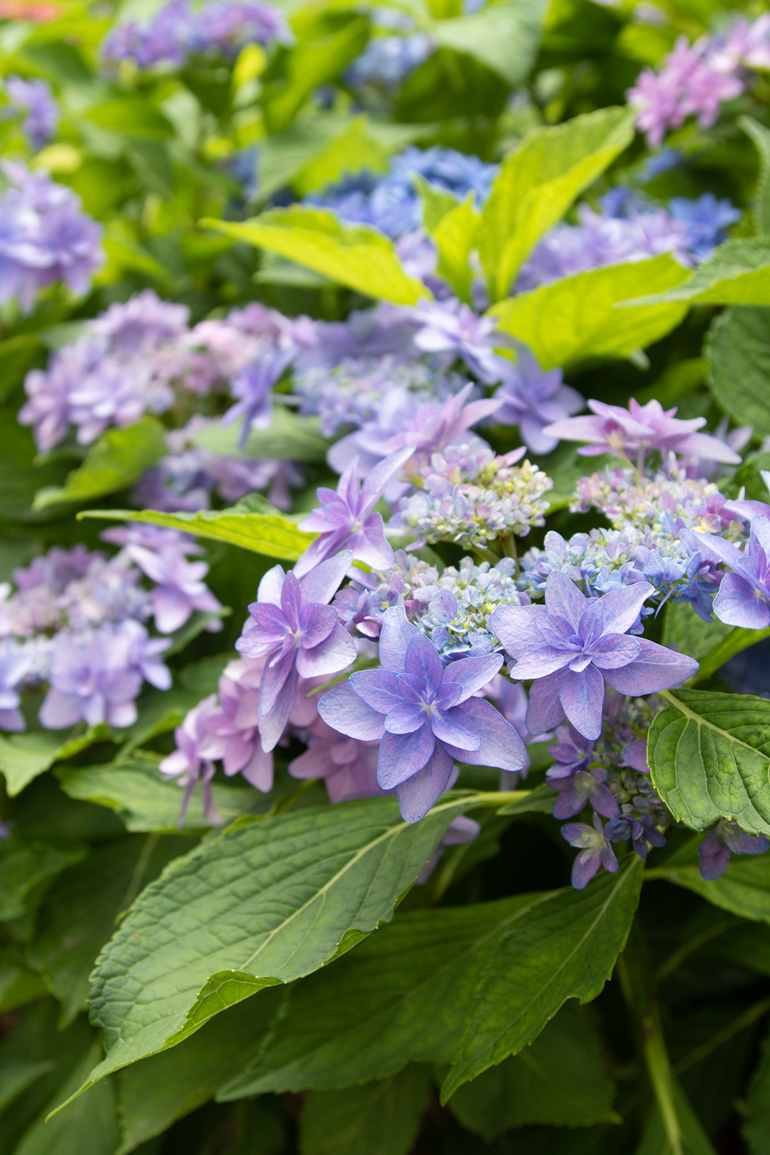 アジサイ（三室戸寺）_a0003166_12013542.jpg