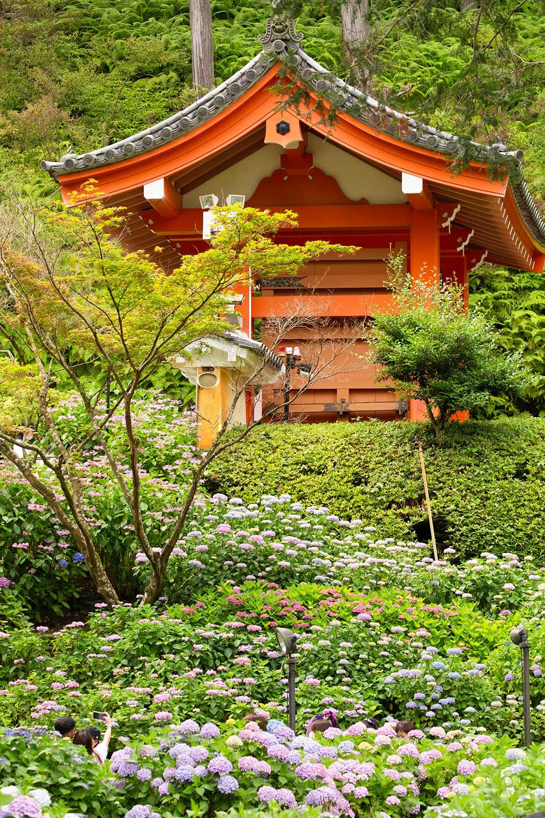 アジサイ（三室戸寺）_a0003166_12013544.jpg