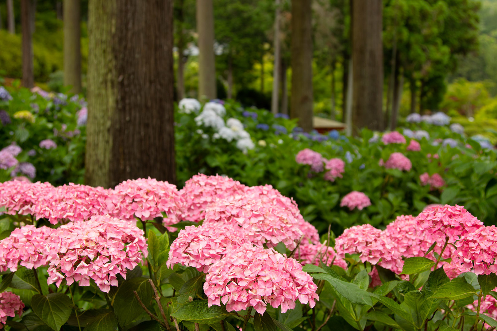 アジサイ（三室戸寺）_a0003166_12013692.jpg