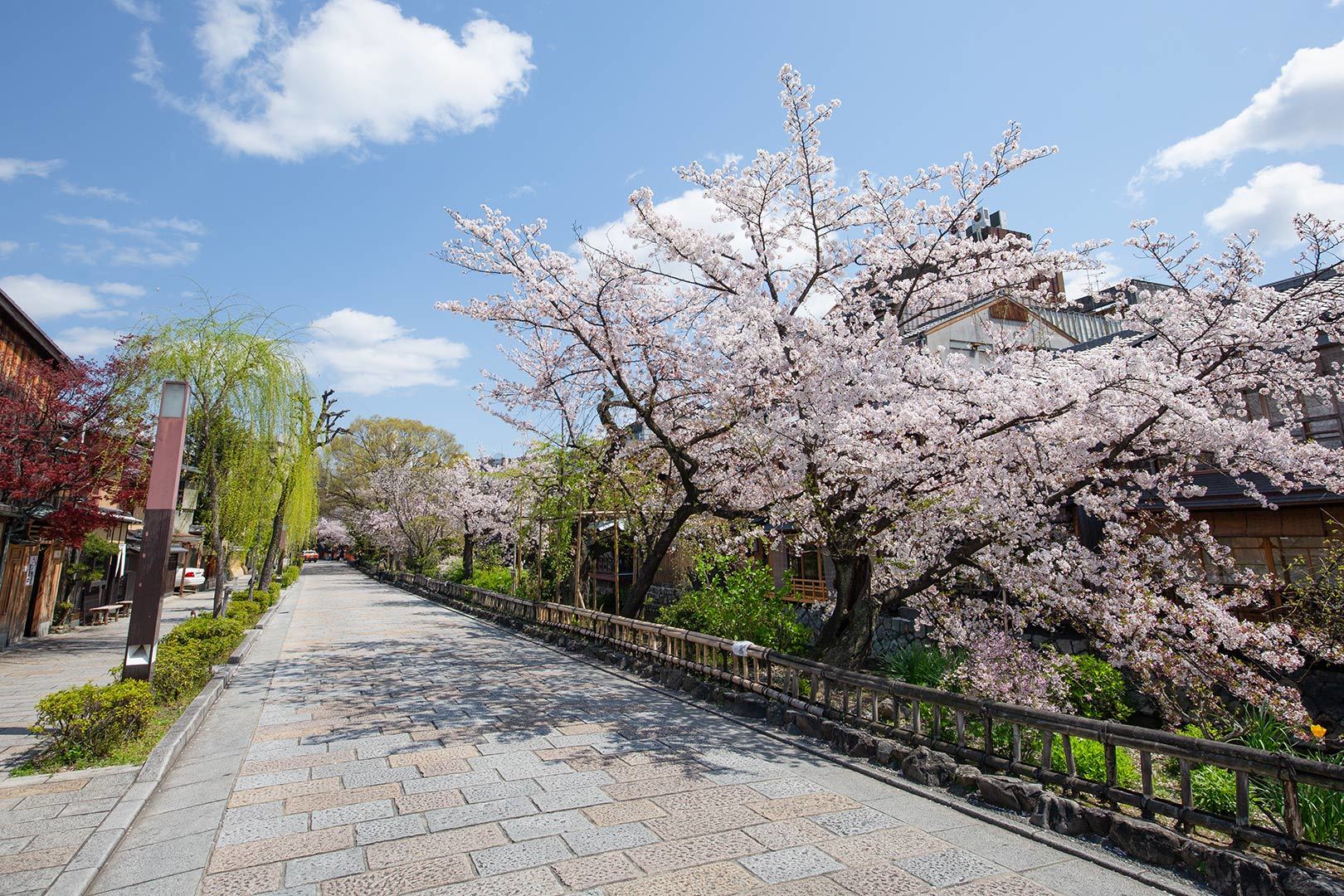 白川筋 その１_a0003166_12014556.jpg