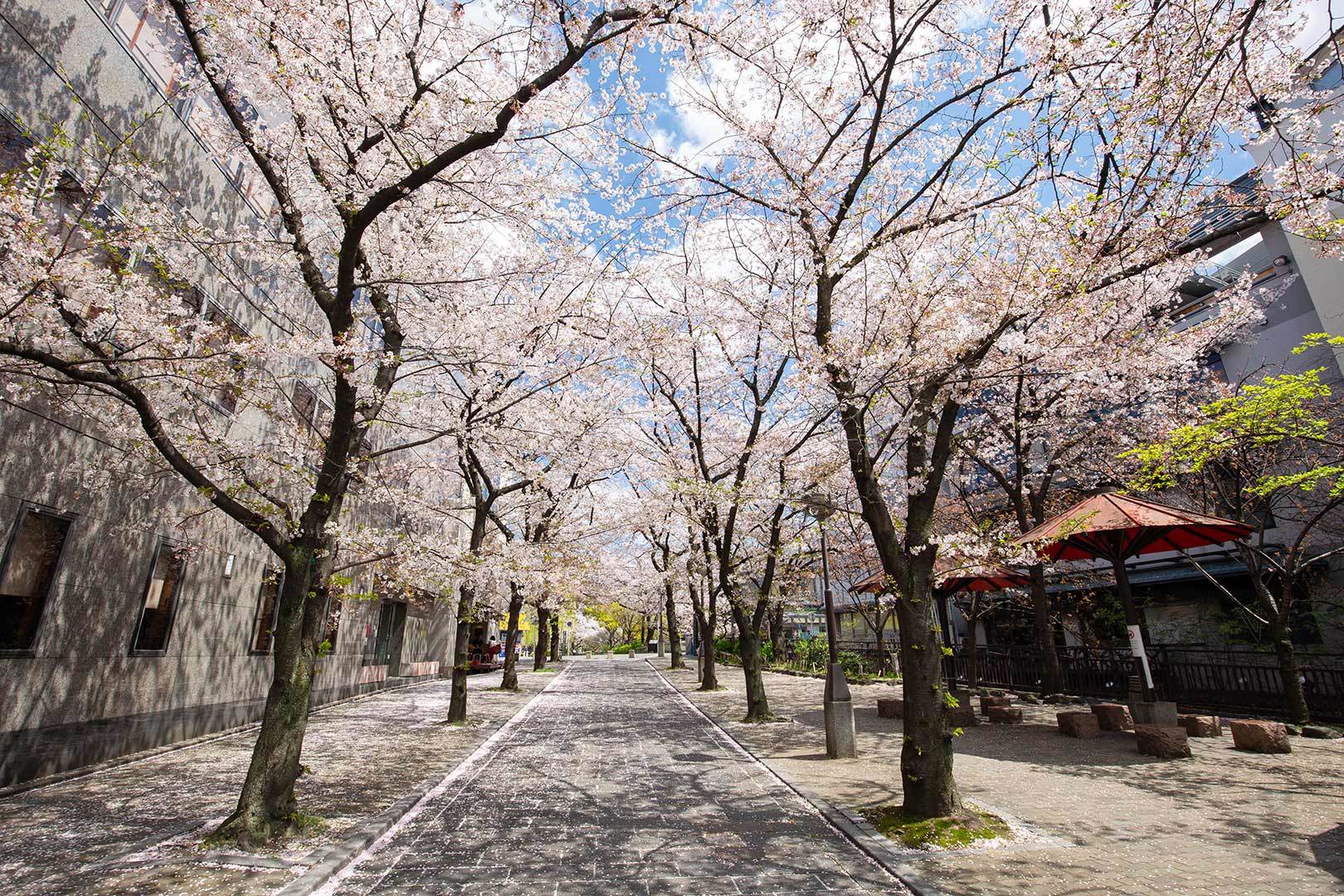 白川筋の西_a0003166_12014577.jpg