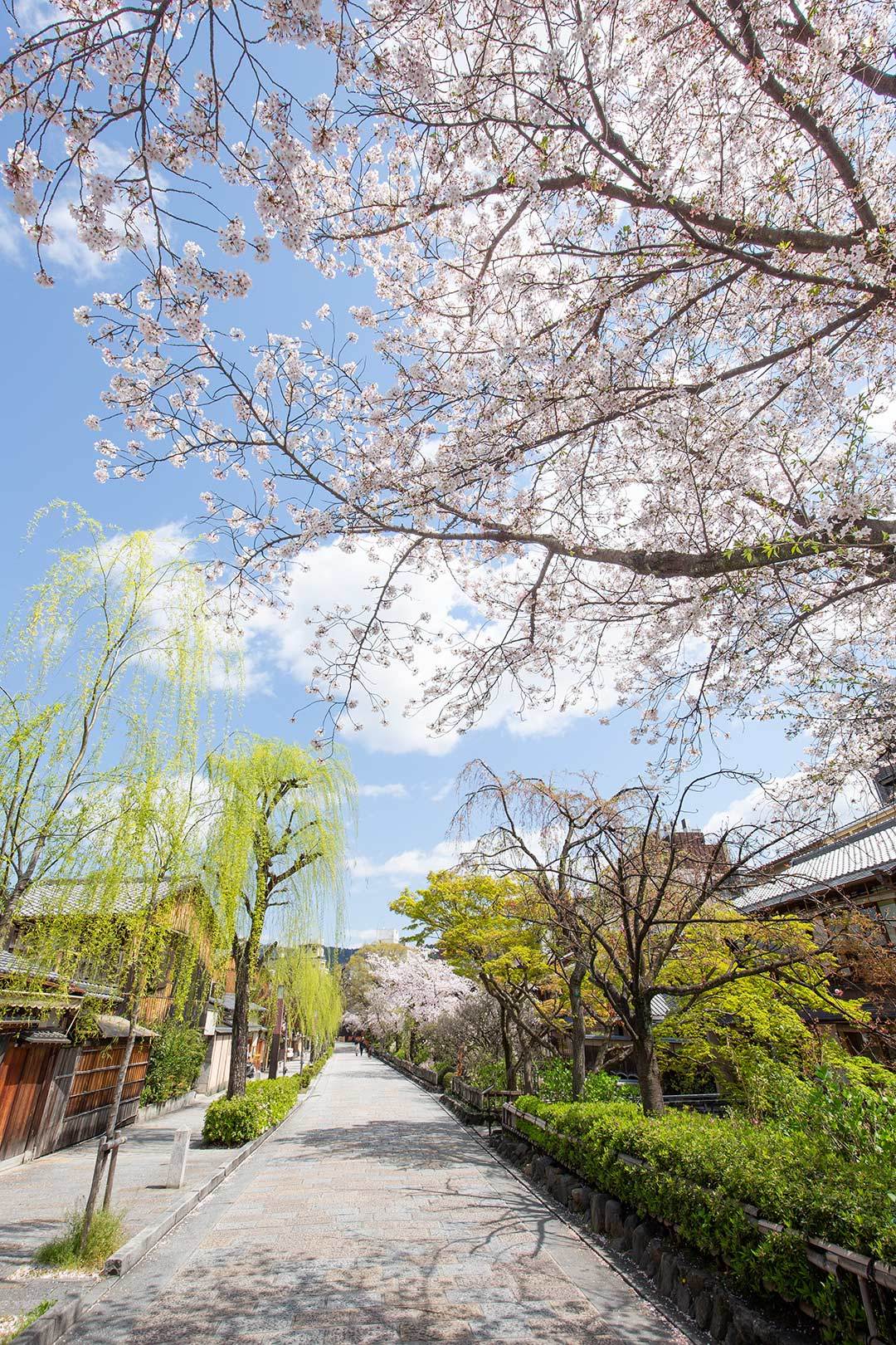 白川筋 その１_a0003166_12014585.jpg