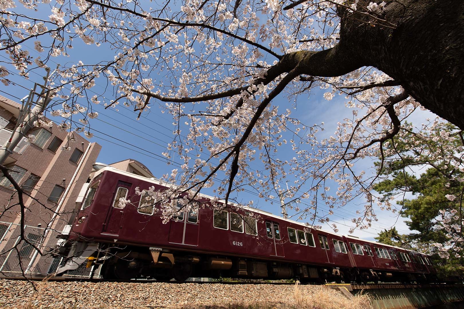 桜 夙川（苦楽園口駅近く）_a0003166_12052012.jpg