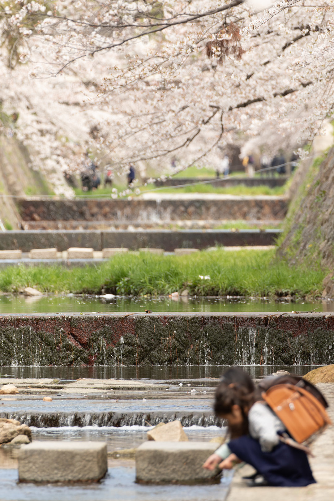 桜 夙川（苦楽園口駅近く）_a0003166_12052040.jpg