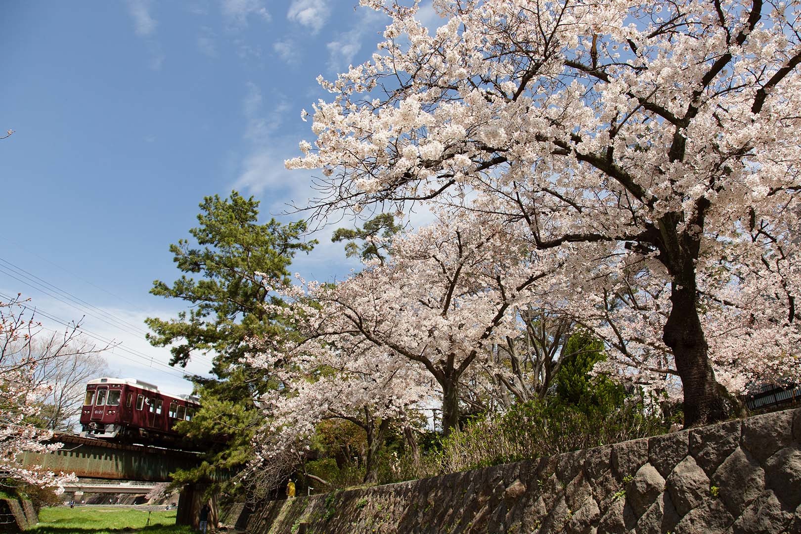 桜 夙川（苦楽園口駅近く）_a0003166_12052054.jpg