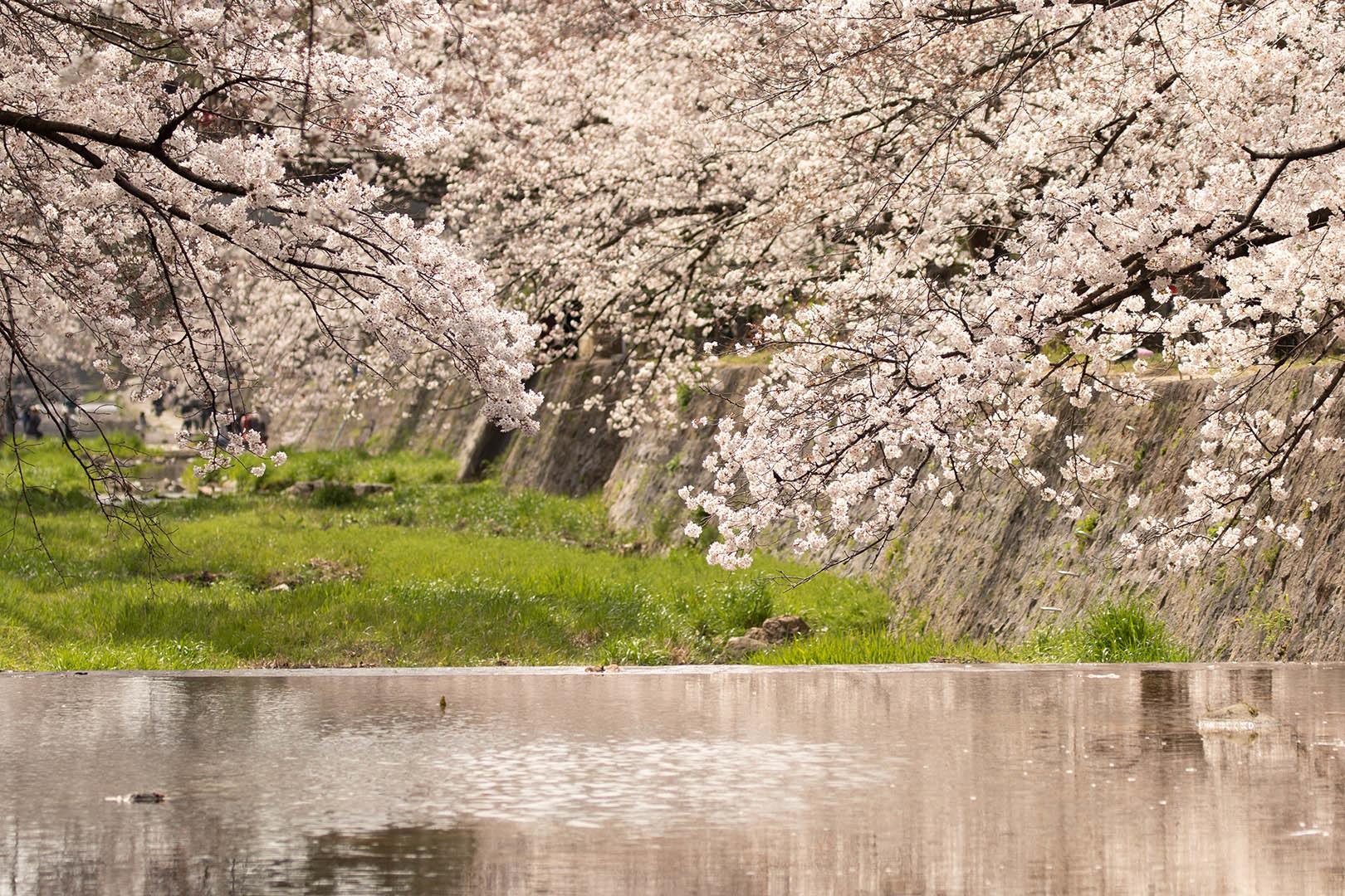 桜 夙川（苦楽園口駅近く）_a0003166_12052159.jpg