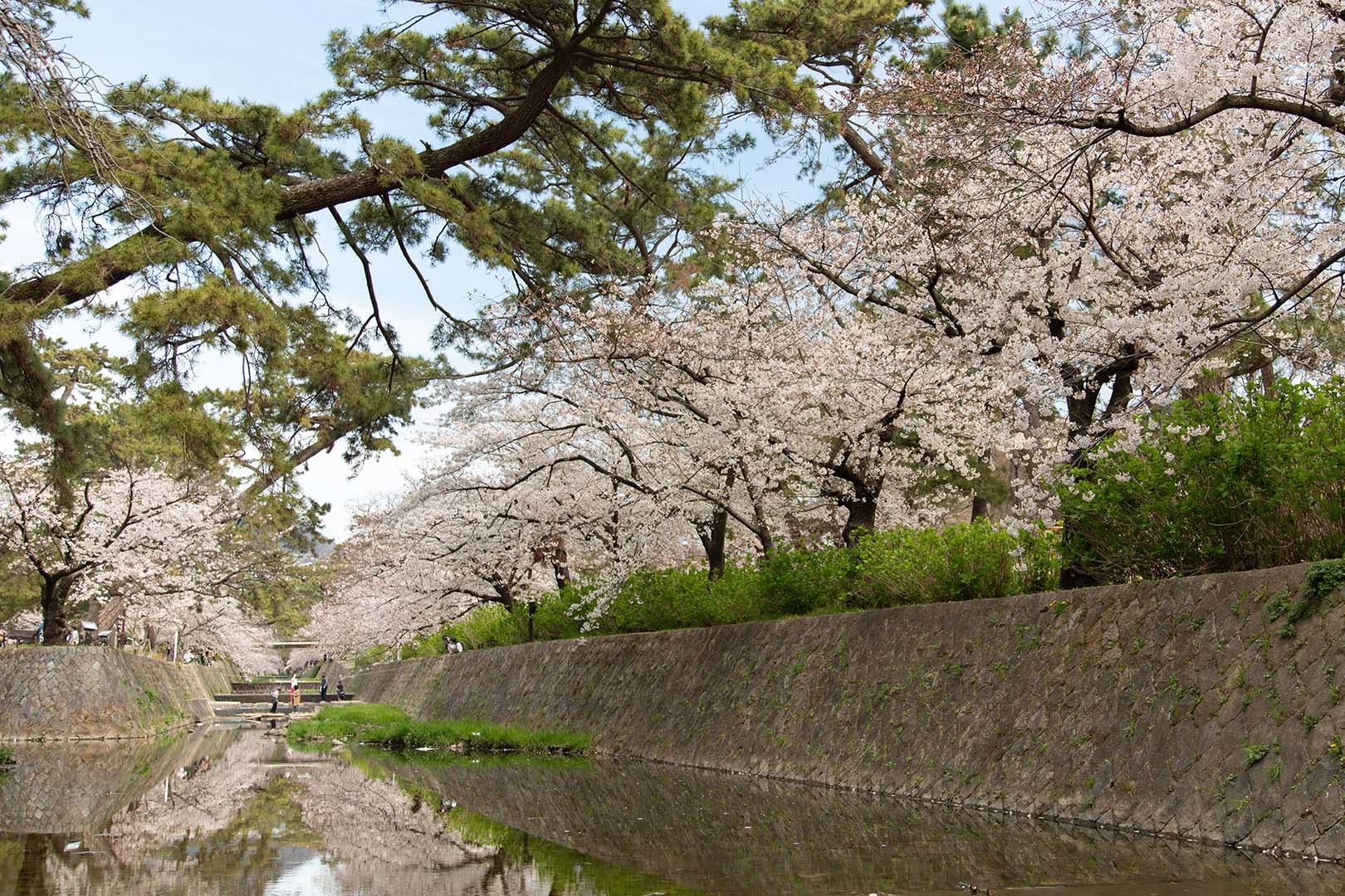 桜 夙川（苦楽園口駅近く）_a0003166_12052173.jpg