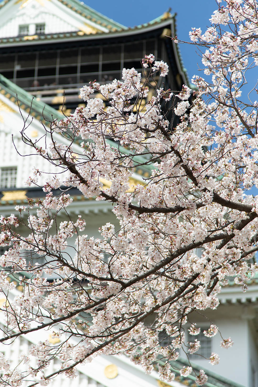 桜 大阪城_a0003166_12074705.jpg