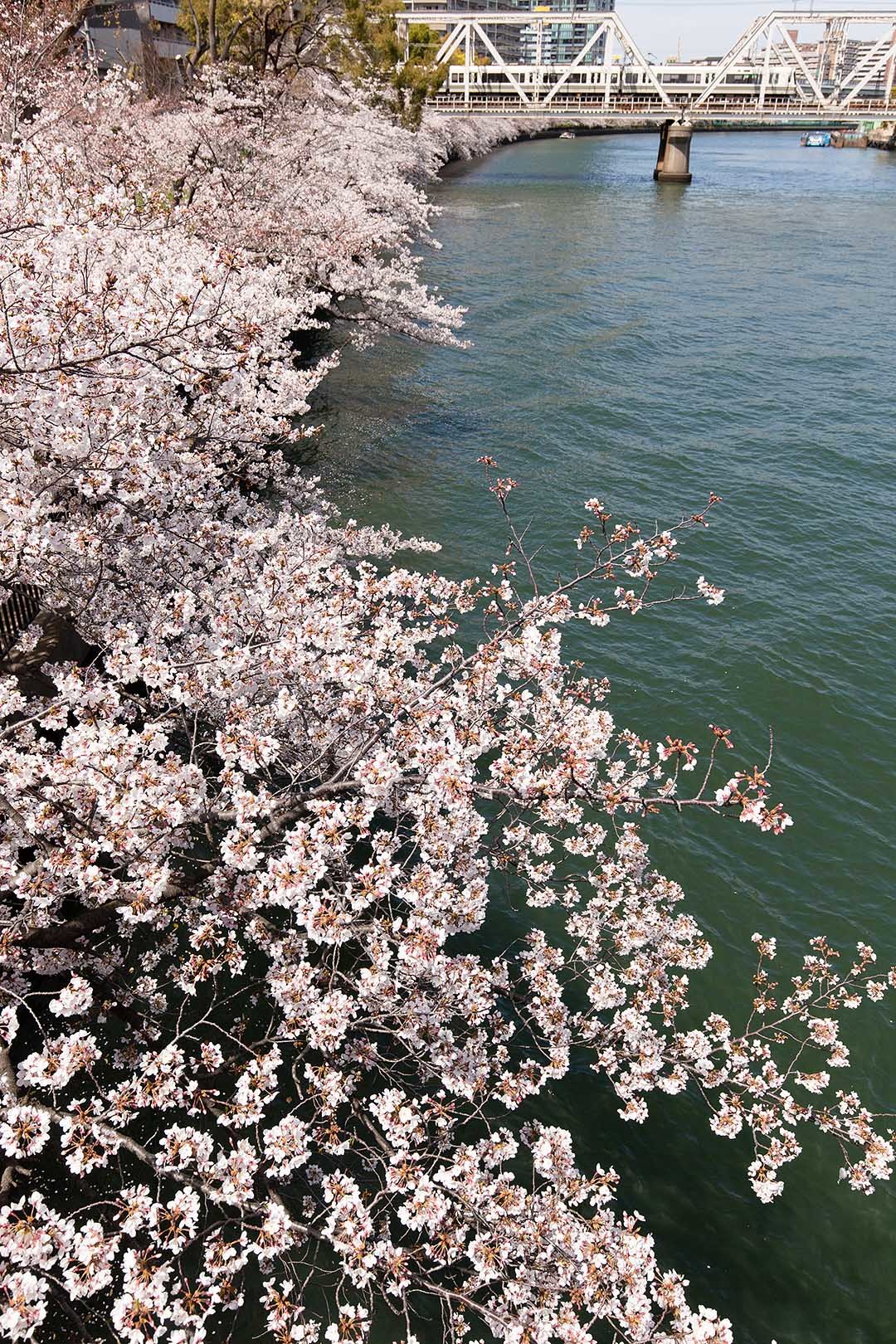 桜　大阪環状線（桜ノ宮駅近く）_a0003166_12095511.jpg