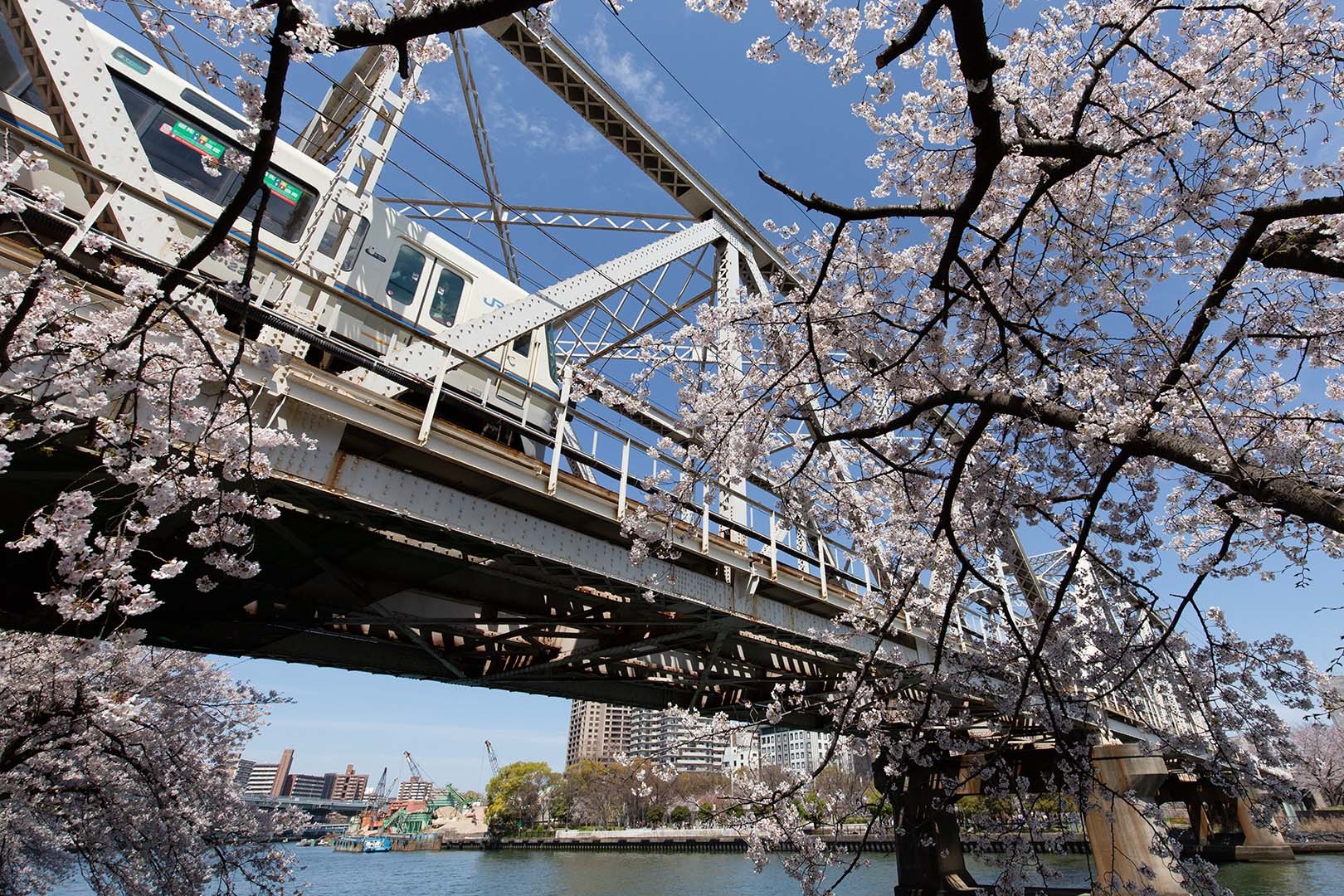 桜　大阪環状線（桜ノ宮駅近く）_a0003166_12095577.jpg