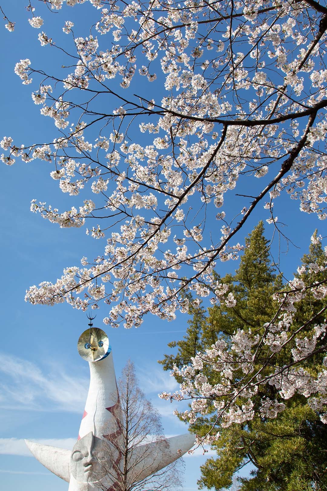 桜 万博公園_a0003166_12130382.jpg